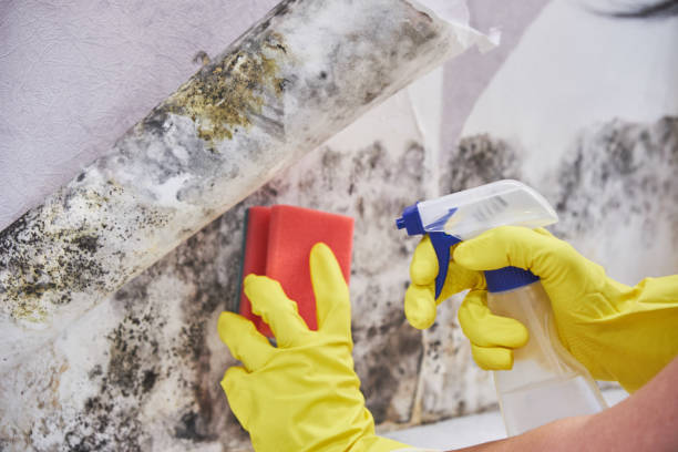 Why You Should Choose Our Mold Remediation Services in Post, TX